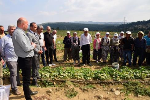 Manisa’da üreticilerin daha çok