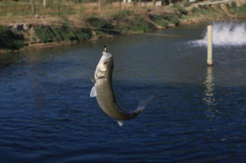 Toprak havuzlarda balık üretimi yaygınlaşıyor