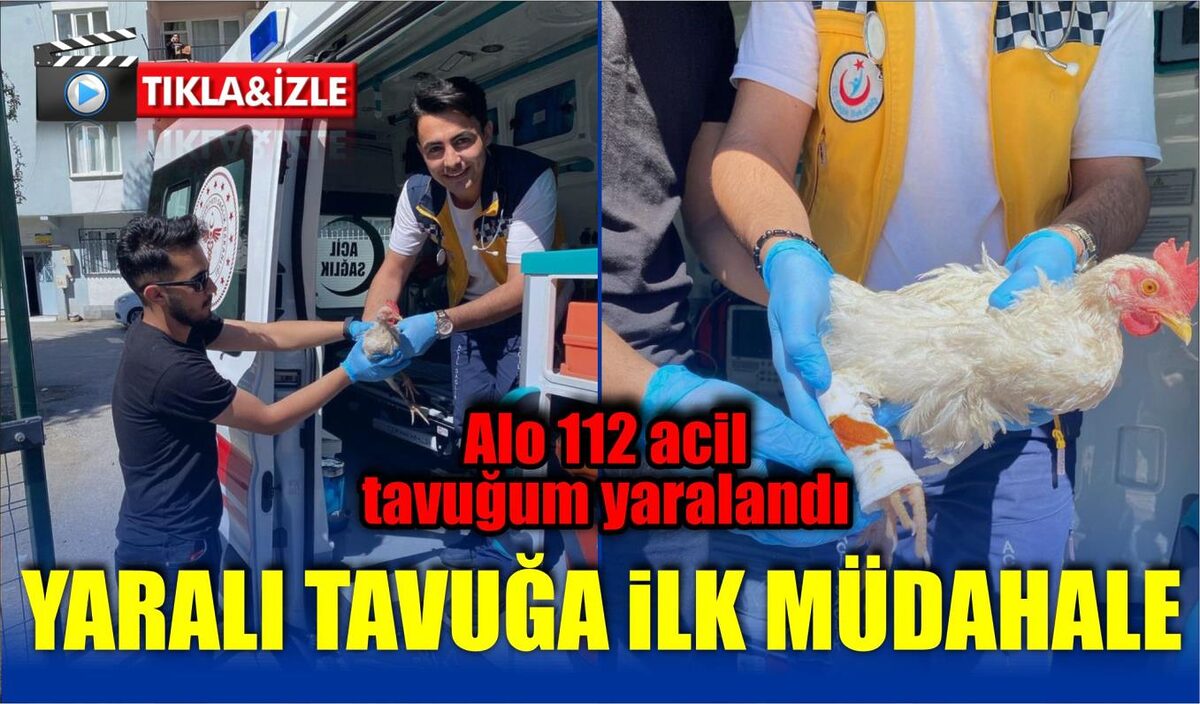 YARALI TAVUĞA İLK MÜDAHALE