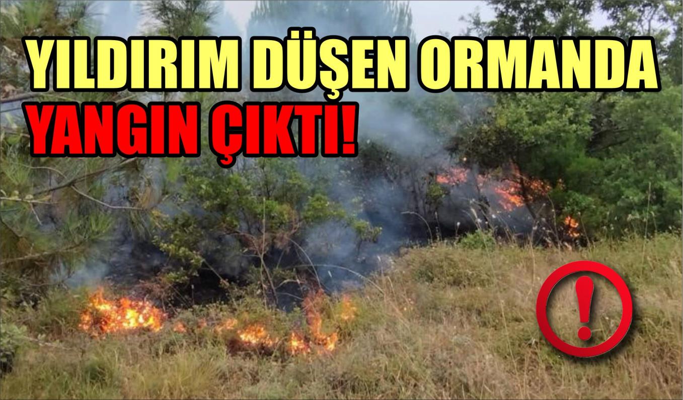 YILDIRIM DÜŞEN ORMANDA YANGIN ÇIKTI!