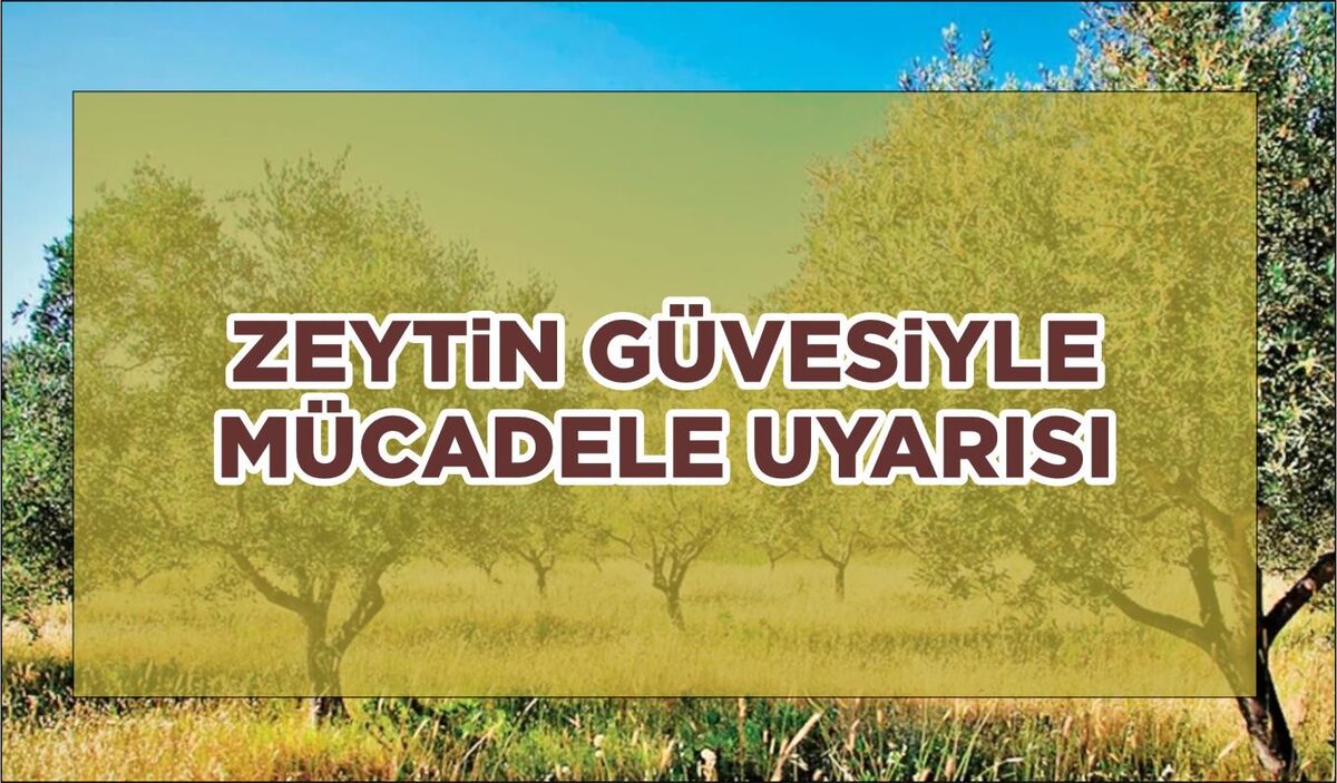 ZEYTİN GÜVESİNE KARŞI MÜCADELE UYARISI  