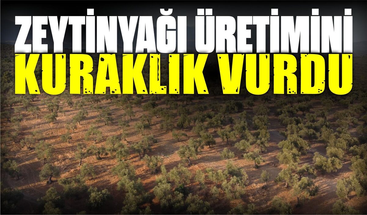 ZEYTİNYAĞI ÜRETİMİNİ KURAKLIK VURDU