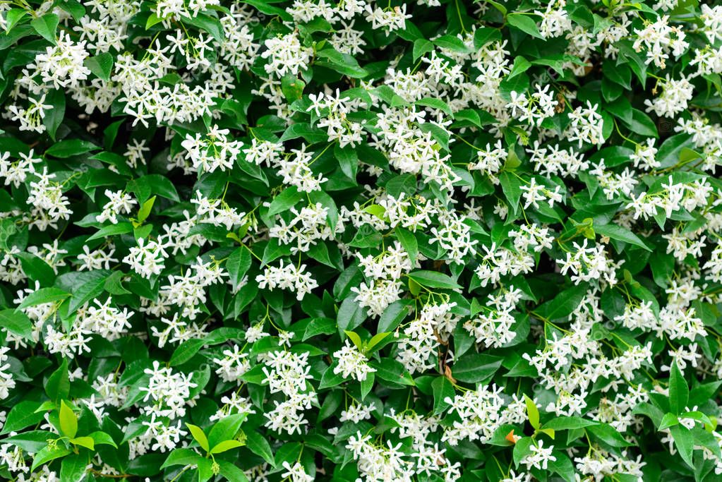 depositphotos 269727850 stock photo wall of chinese star jasmine - Marmara Bölge: Balıkesir Son Dakika Haberleri ile Hava Durumu