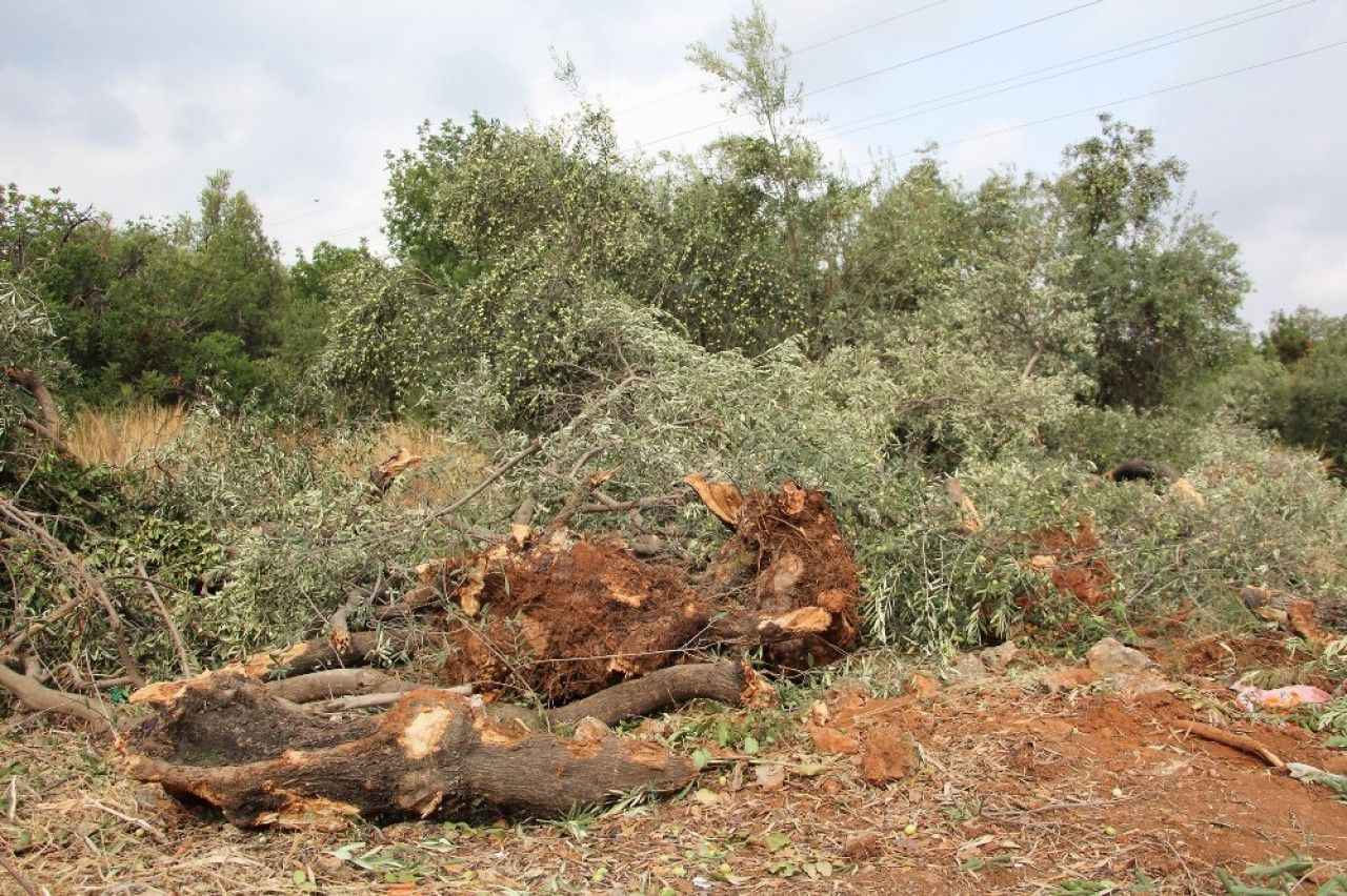 Balıkesir’de zeytin ağaçlarının kısa