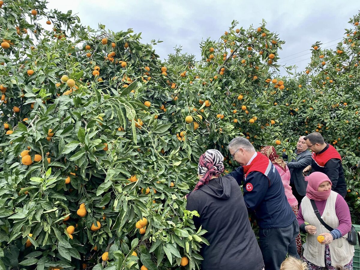 Balıkesir’in tarımsal değerlerinden biri