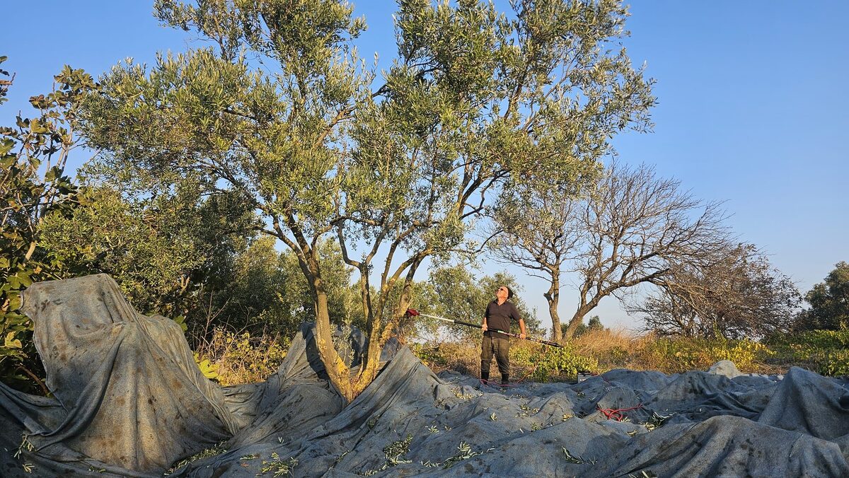 Güney Marmara'nın tarımsal merkezleri