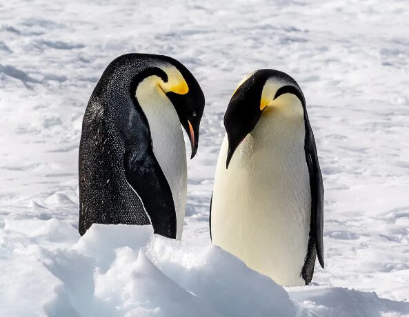 Büyük Sır Ortaya Çıktı: Penguenler Aslında Yok Olmuş!