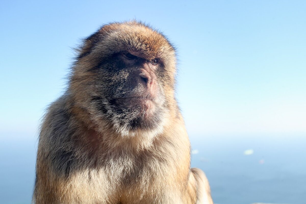 macaque 3984651 1280 - Marmara Bölge: Balıkesir Son Dakika Haberleri ile Hava Durumu