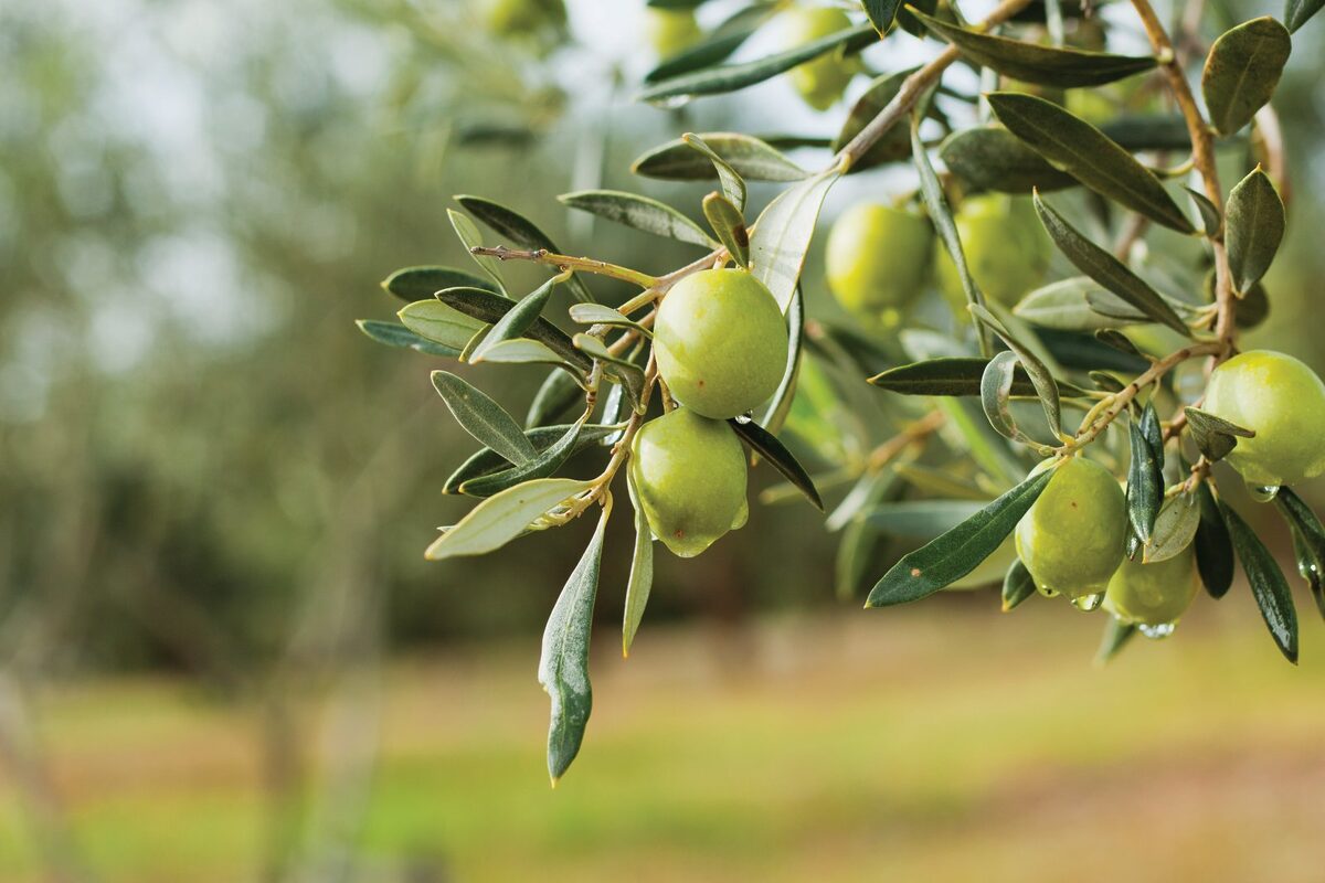 zeytin agaci 9c1b - Marmara Bölge: Balıkesir Son Dakika Haberleri ile Hava Durumu