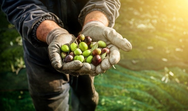 2023 2024 donemi zeytin hasadi basliyor 4731 - Marmara Bölge: Balıkesir Son Dakika Haberleri ile Hava Durumu