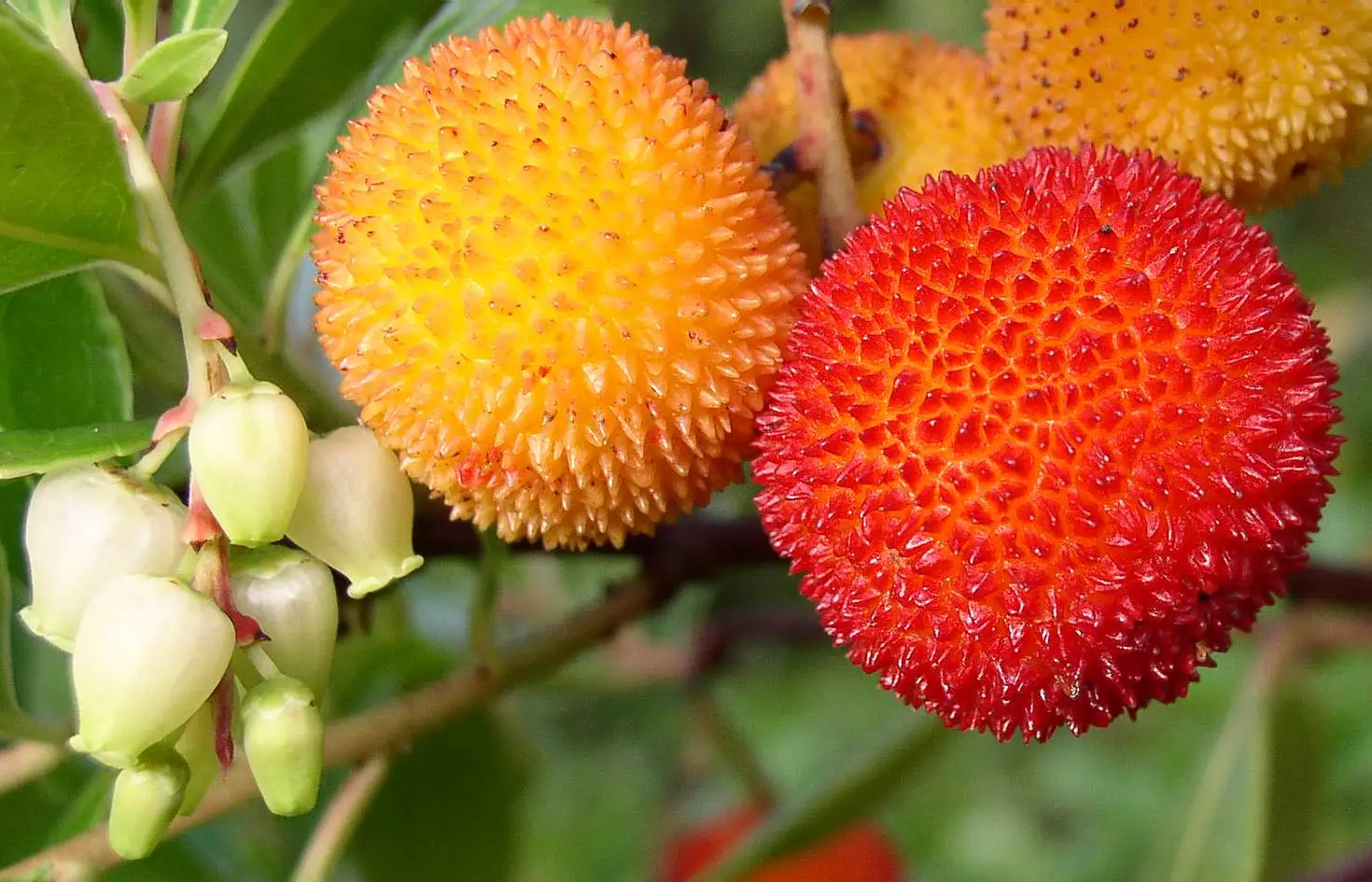 Kazdağları’nın eşsiz florasında yetişen