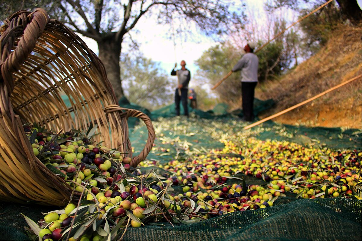 Edremit’te zeytin işçileri, günlük