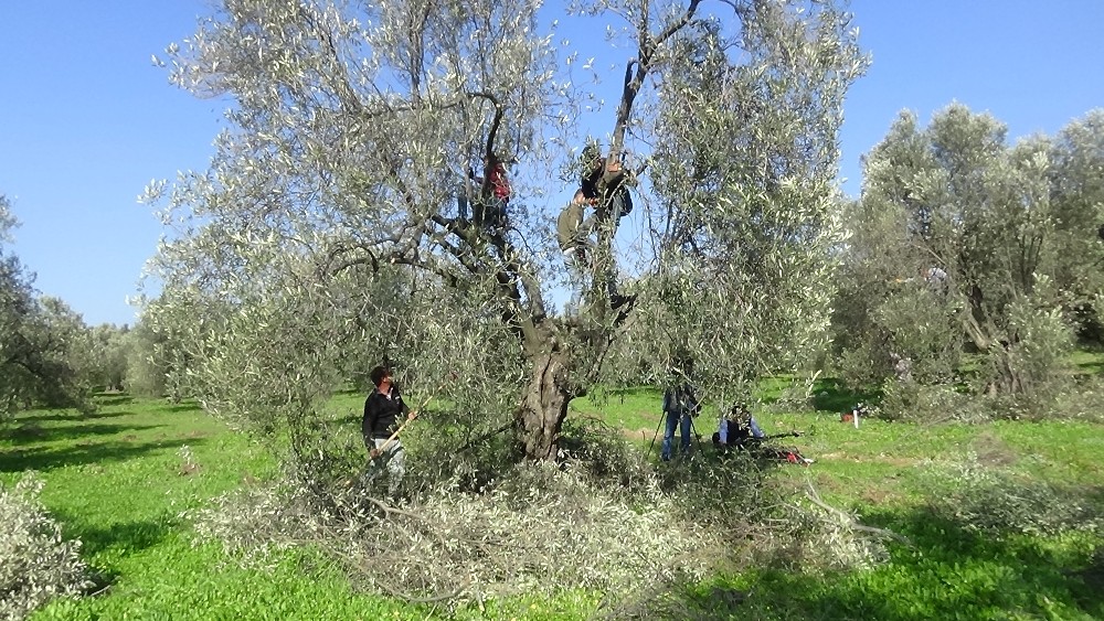 balikesirin edremit korfezinde zeytin hasadi sonra 1613557837881 - Marmara Bölge: Balıkesir Son Dakika Haberleri ile Hava Durumu