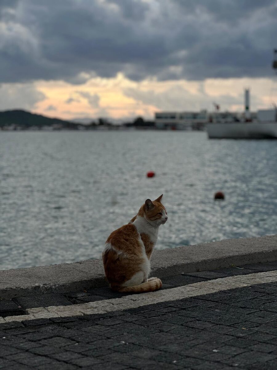 d021043e 9d9b 46b6 b1e9 3a3ea412b781 - Marmara Bölge: Balıkesir Son Dakika Haberleri ile Hava Durumu