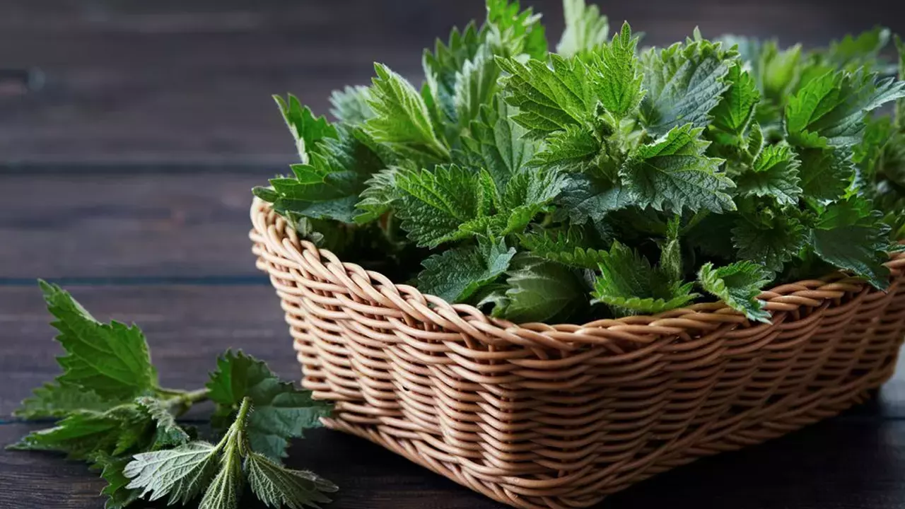 isirgan otu suyu ve isirgan otu cayi faydalari taze isirgan otu nasil kullanilir 1715072422 2532 - Marmara Bölge Gazetesi