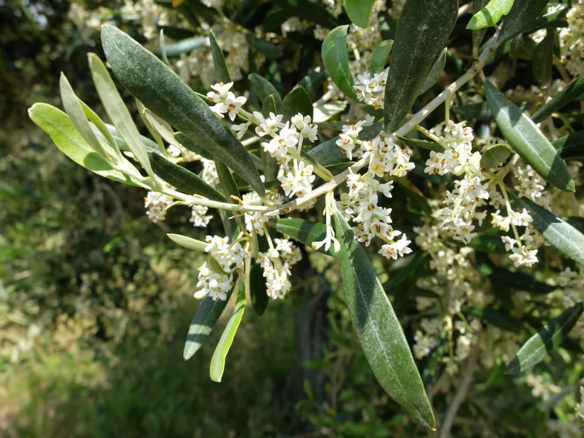 olive flower 2 - Marmara Bölge: Balıkesir Son Dakika Haberleri ile Hava Durumu