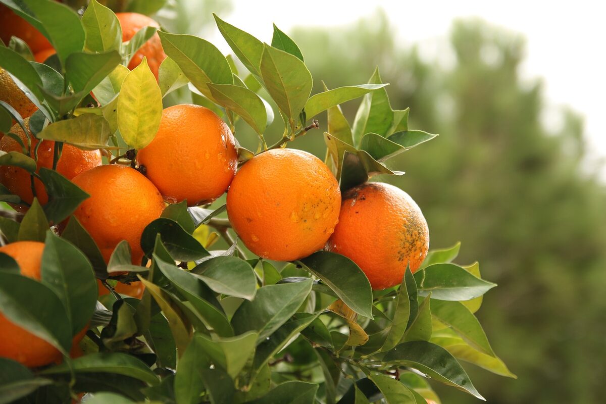 orange 5831072 1280 - Marmara Bölge: Balıkesir Son Dakika Haberleri ile Hava Durumu