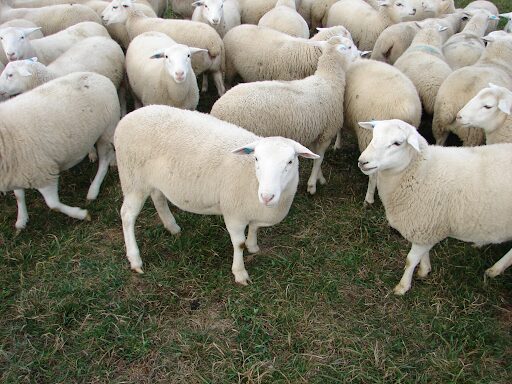 Balıkesir, Türkiye’nin merinos koyunları