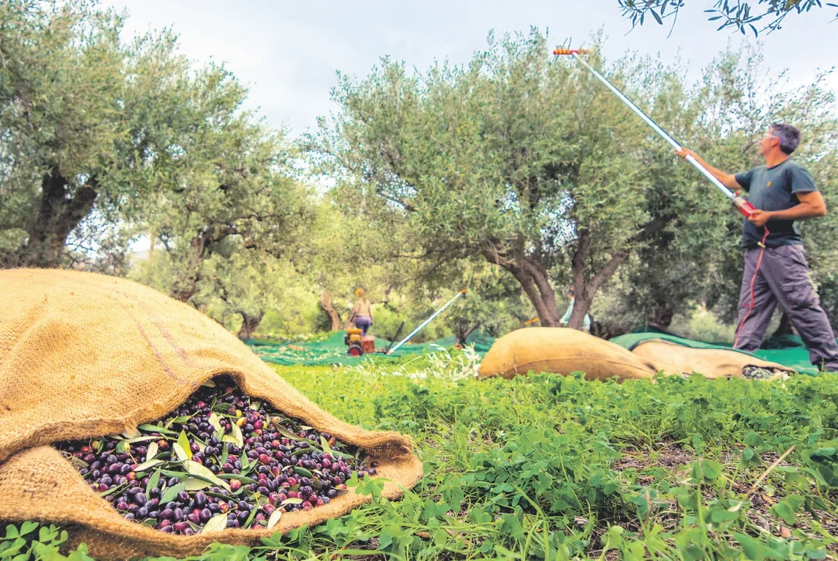 zeytin hasadi - Marmara Bölge: Balıkesir Son Dakika Haberleri ile Hava Durumu