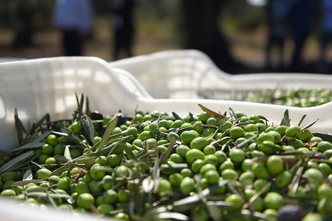 zeytin - Marmara Bölge: Balıkesir Son Dakika Haberleri ile Hava Durumu