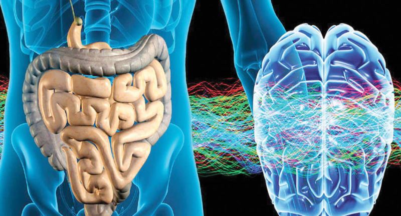 Son yıllarda yapılan araştırmalar, bağırsak sağlığının sadece sindirimle sınırlı olmadığını