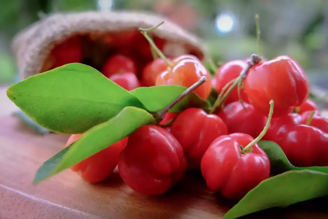 Son dönemde adını sıkça duymaya başladığımız Acerola, yani Barbados Kirazı,