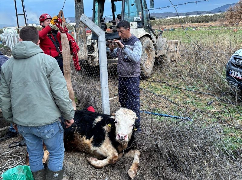 Balıkesir’in Gömeç ilçesinde bir çiftlikte otlayan büyükbaş hayvan, dengesini kaybederek