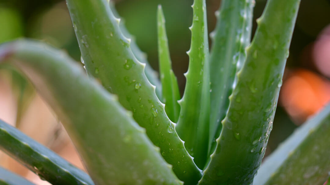 aloe vera bitkisi - Marmara Bölge: Balıkesir Son Dakika Haberleri ile Hava Durumu