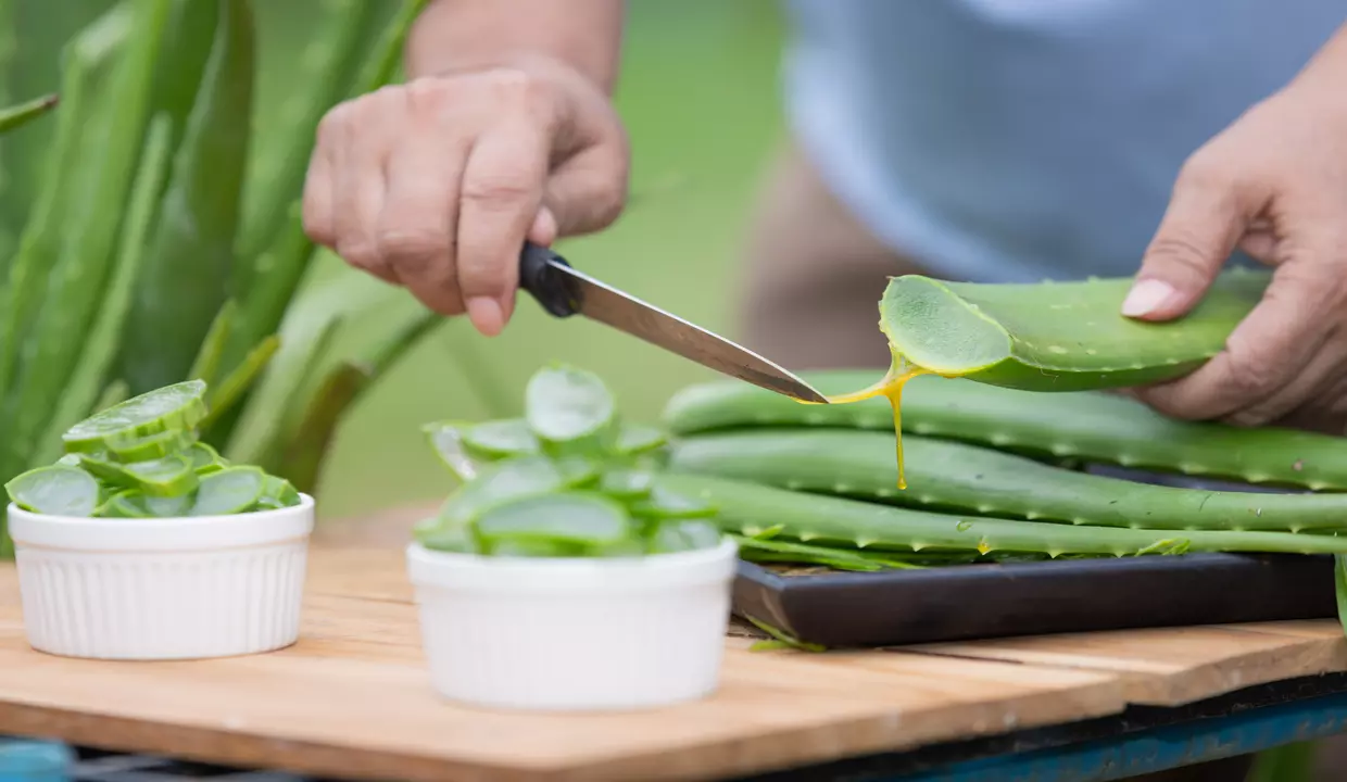 aloe vera cilt kirisiklig 497 - Marmara Bölge: Balıkesir Son Dakika Haberleri ile Hava Durumu