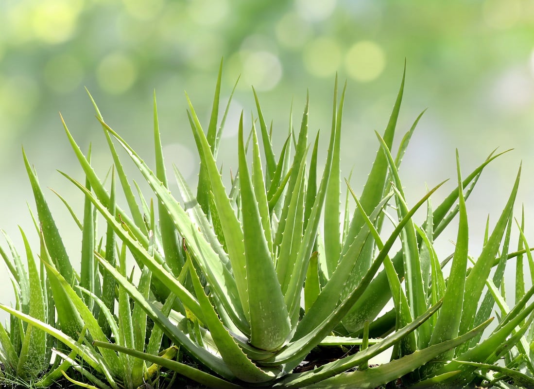 aloe vera fresh leaf aloe vera farm garden natural background 1 - Marmara Bölge: Balıkesir Son Dakika Haberleri ile Hava Durumu