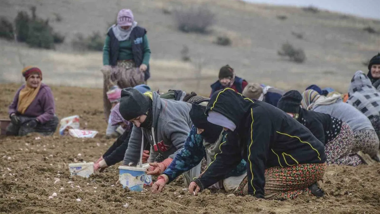 Taşköprü sarımsağı, 2025 yılı üretim sezonuna erken başladı. Hava koşullarının