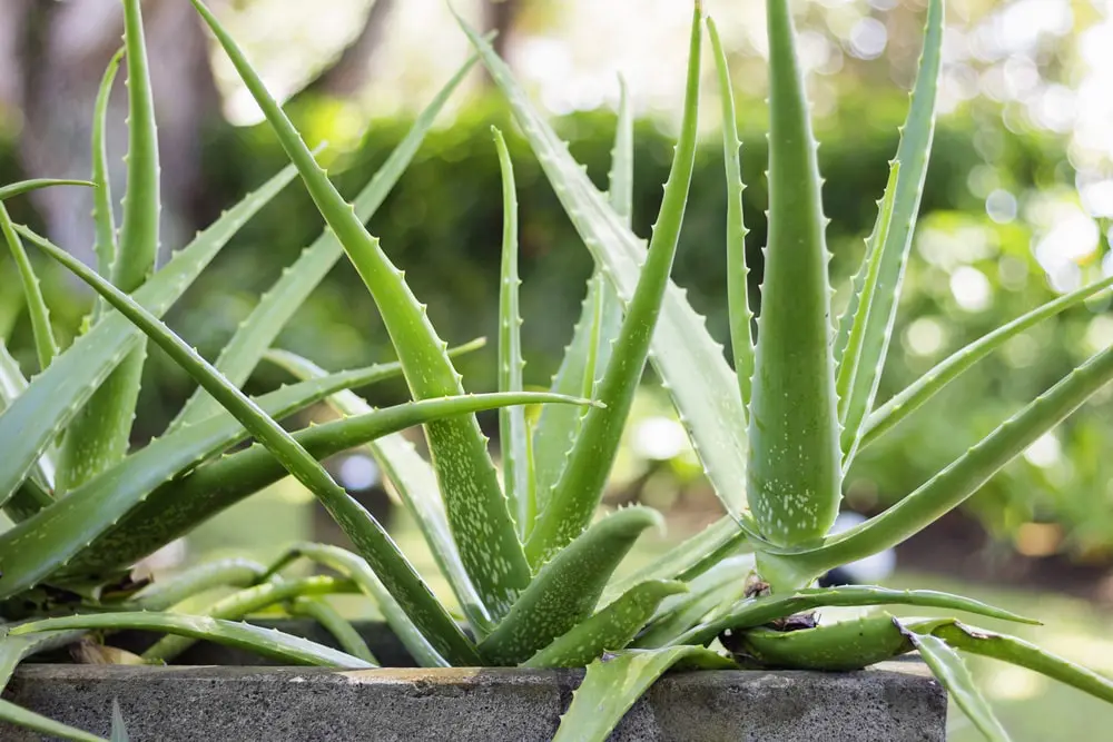 doug blog aloe vera.jpg - Marmara Bölge: Balıkesir Son Dakika Haberleri ile Hava Durumu