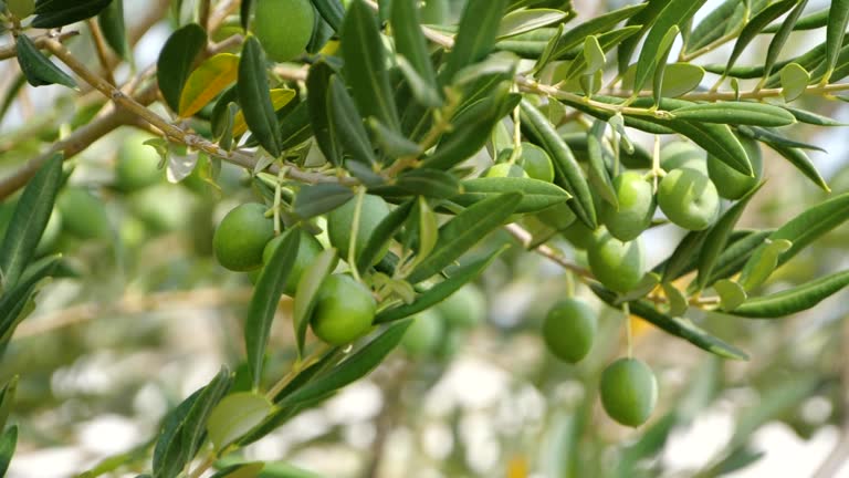 istockphoto 1300804024 640x640 1 - Marmara Bölge: Balıkesir Son Dakika Haberleri ile Hava Durumu