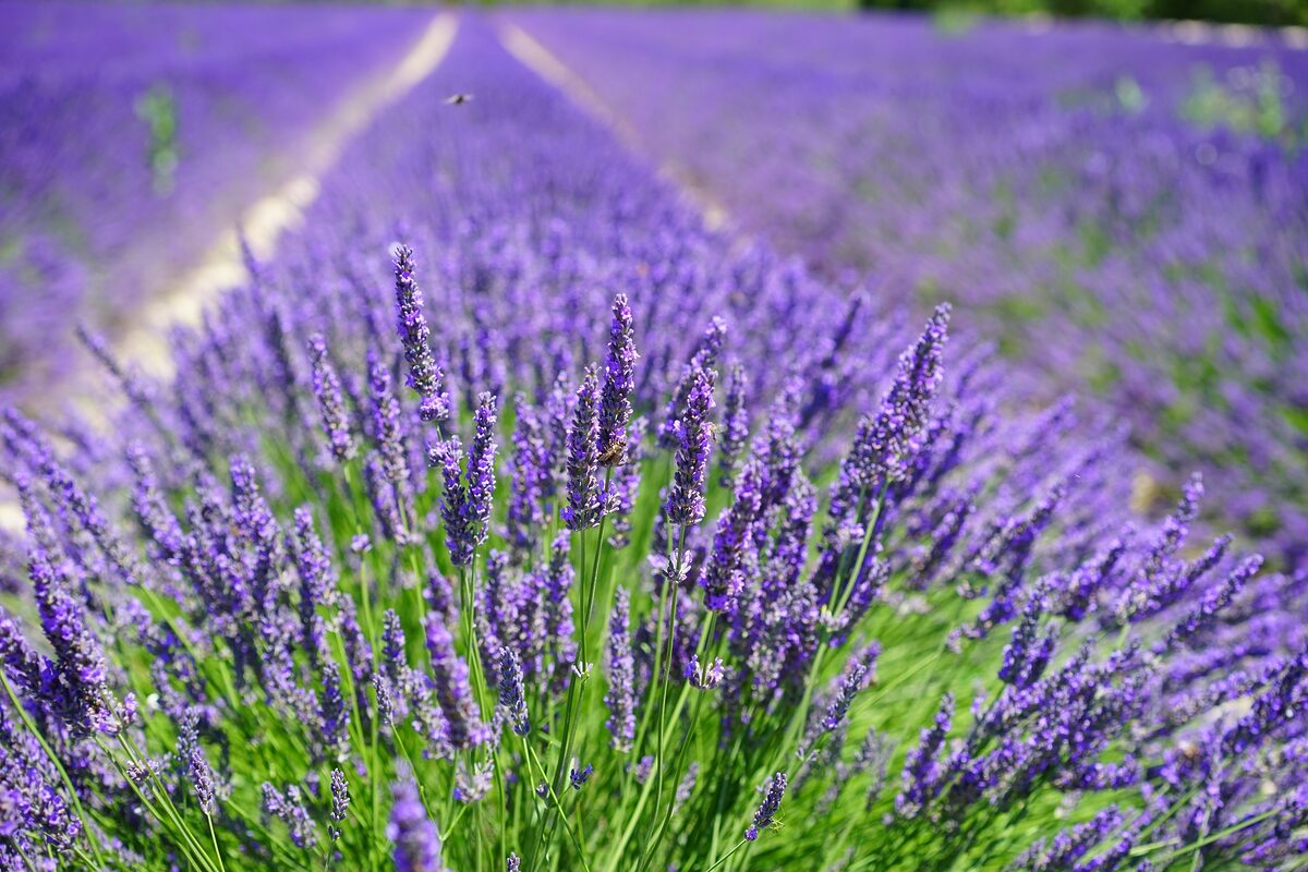 lavender cultivation 2138398 1920 - Marmara Bölge: Balıkesir Son Dakika Haberleri ile Hava Durumu