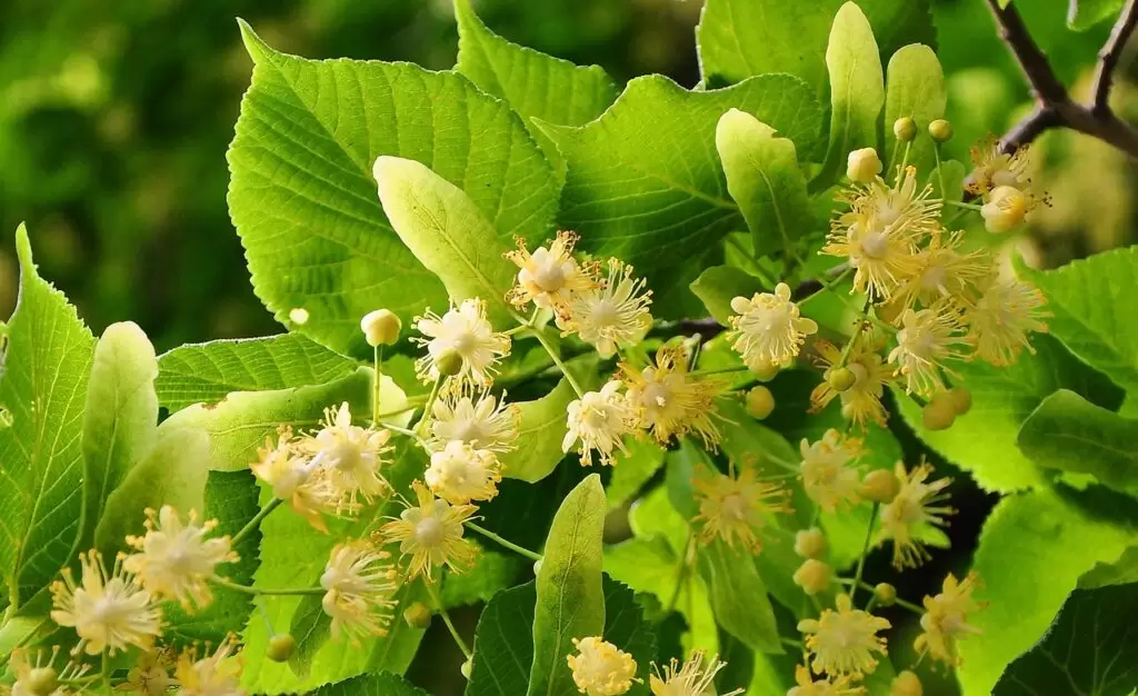 linden tiny leaves herb 817061 1024x626 1 - Marmara Bölge: Balıkesir Son Dakika Haberleri ile Hava Durumu