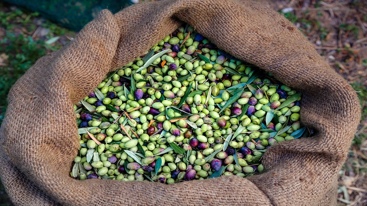 turkiyede 750 bin ton sofralik zeytin 475 bin ton da zeytinyagi rekoltesi bekleniyor 81hs - Marmara Bölge: Balıkesir Son Dakika Haberleri ile Hava Durumu