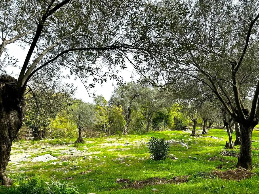 zeytin agaclari 2 - Marmara Bölge: Balıkesir Son Dakika Haberleri ile Hava Durumu