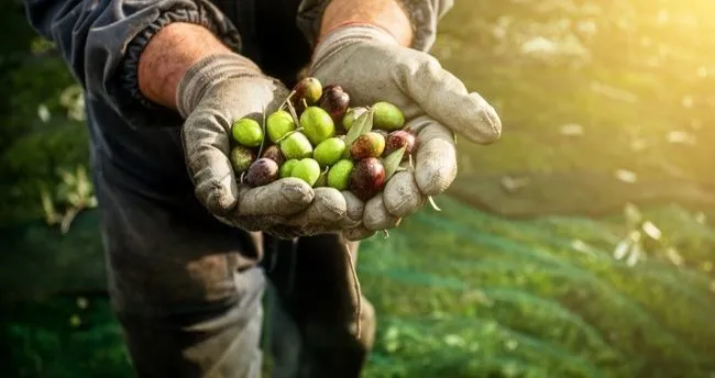 Balıkesir’in Burhaniye ilçesinde, 20. Zeytin ve Zeytinyağı Hasat Festivali, 25-26