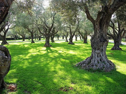 zeytin agaci - Marmara Bölge: Balıkesir Son Dakika Haberleri ile Hava Durumu