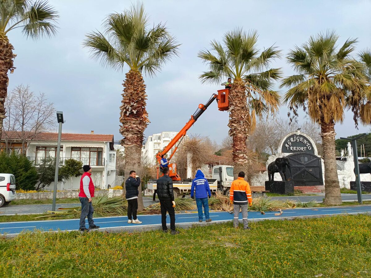 Erdek Belediyesi Park ve Bahçeler Müdürlüğü, ilçenin sahil bandındaki palmiye