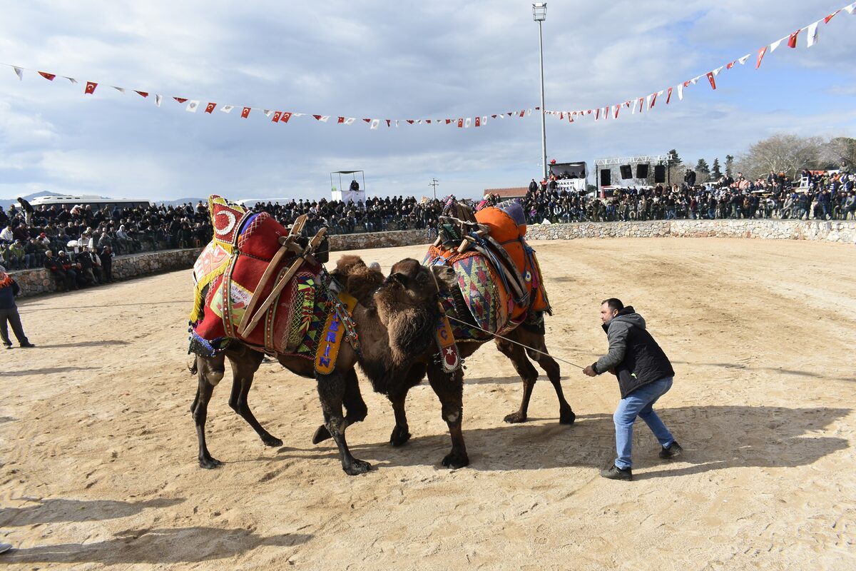 Havran'da 7. Geleneksel Folklorik Deve Gösterisi, 150 devenin kıyasıya mücadelesiyle