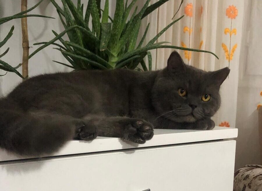 Antalya'nın Manavgat ilçesinde bir iş yerinin önünde bulunan British shorthair