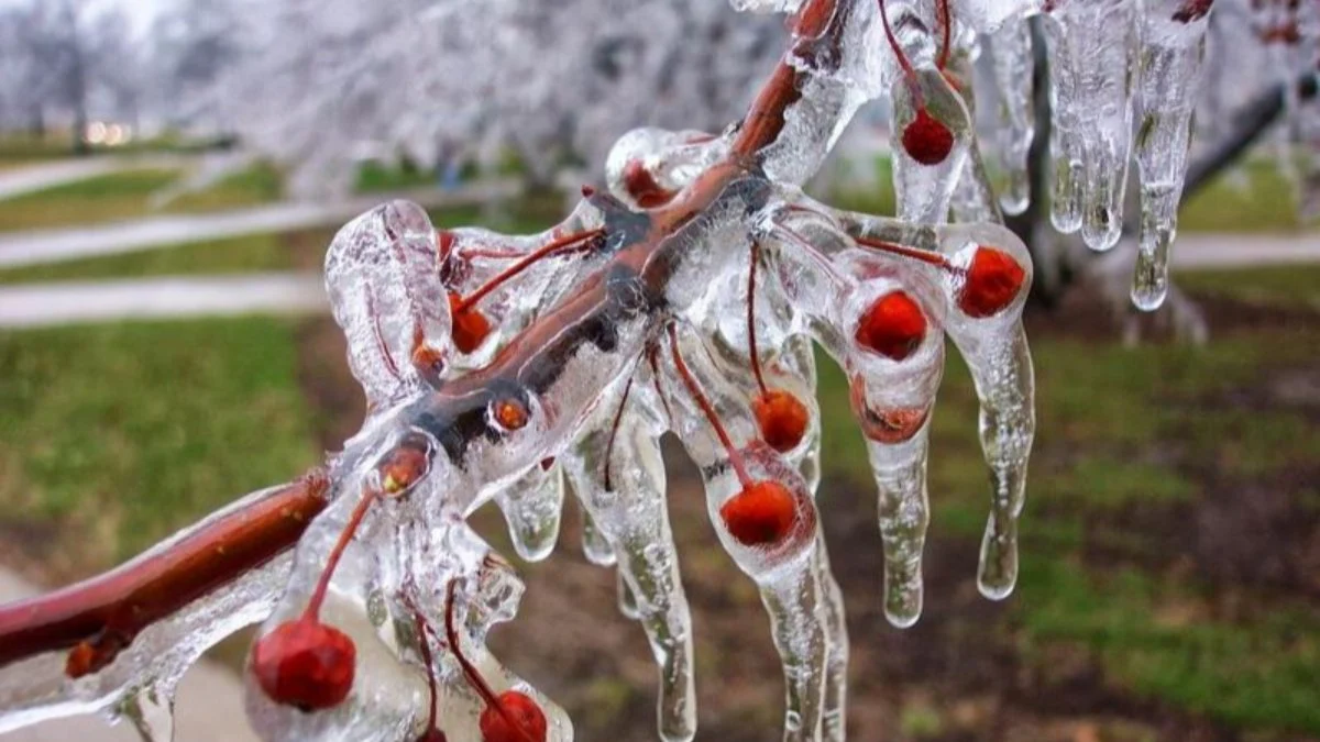 Balıkesir'de soğuk hava ve yağışlı günler etkisini sürdürüyor. Don ve