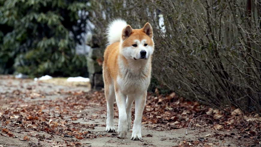 film 16489 hachi a dog s tale hi res 84cc81c9 - Marmara Bölge: Balıkesir Son Dakika Haberleri ile Hava Durumu