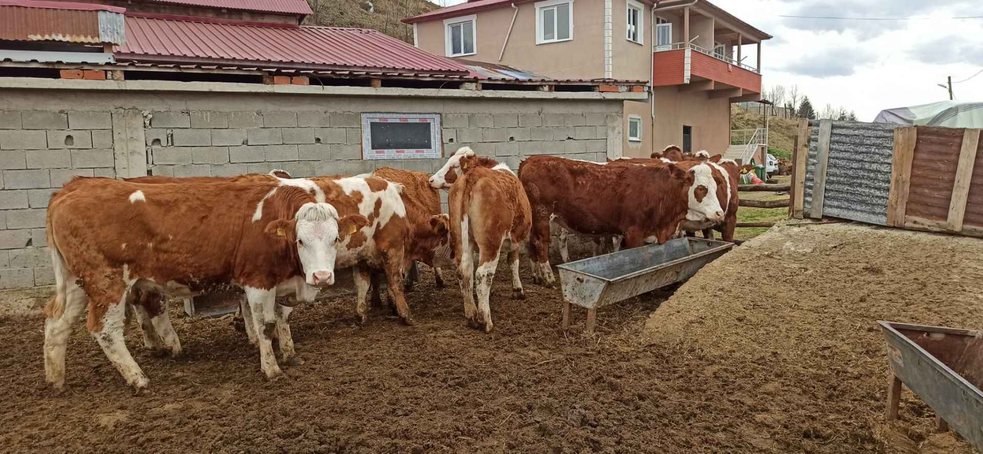 giresun tarim duve destegi 2 - Marmara Bölge: Balıkesir Son Dakika Haberleri ile Hava Durumu