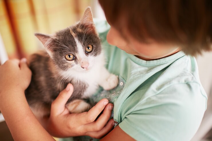 kedi alerjisi neden olur - Marmara Bölge: Balıkesir Son Dakika Haberleri ile Hava Durumu