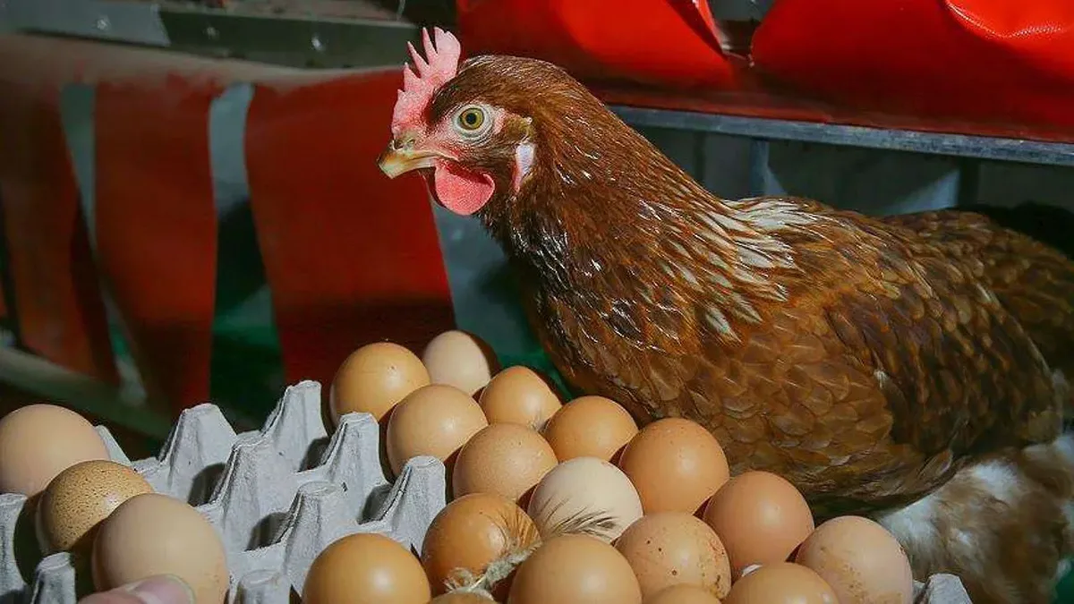 Türkiye, yumurta üretiminde kendi kendine yetebilen bir ülke olmasına rağmen,