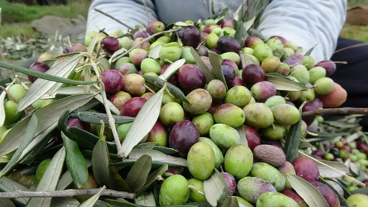Balıkesir Çiftçi Eğitim Merkezi tarafından düzenlenen 5. Uygulamalı Zeytin Yetiştiriciliği
