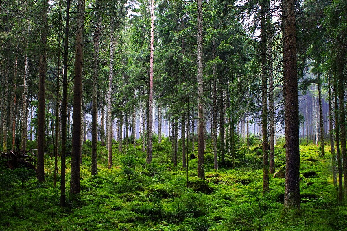 forest 6874717 1280 - Marmara Bölge: Balıkesir Son Dakika Haberleri ile Hava Durumu