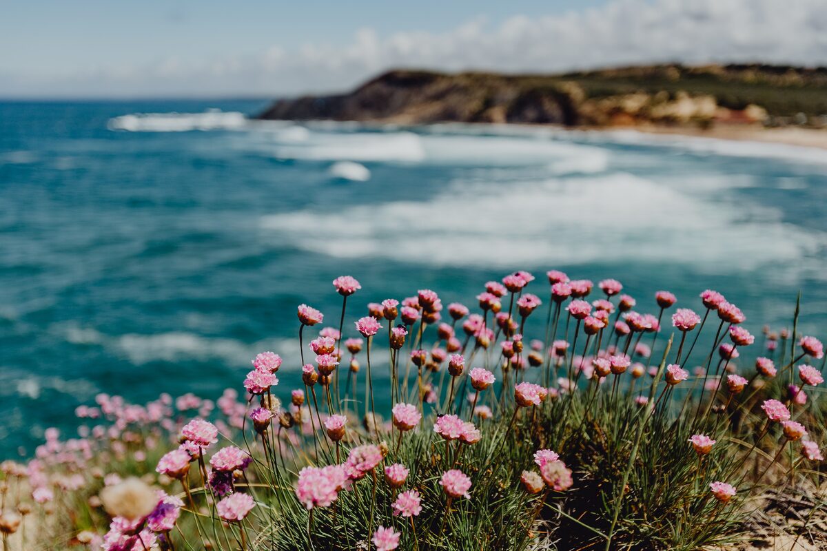 kaboompics cluster of pink flowers growing at the oceans edge portugal 8290 - Marmara Bölge: Balıkesir Son Dakika Haberleri ile Hava Durumu